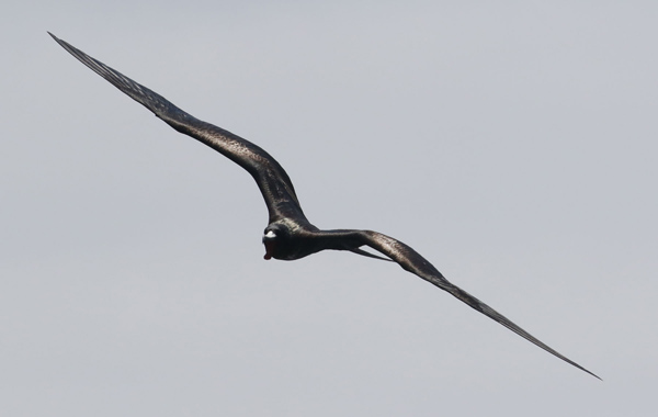 Great Frigatebird